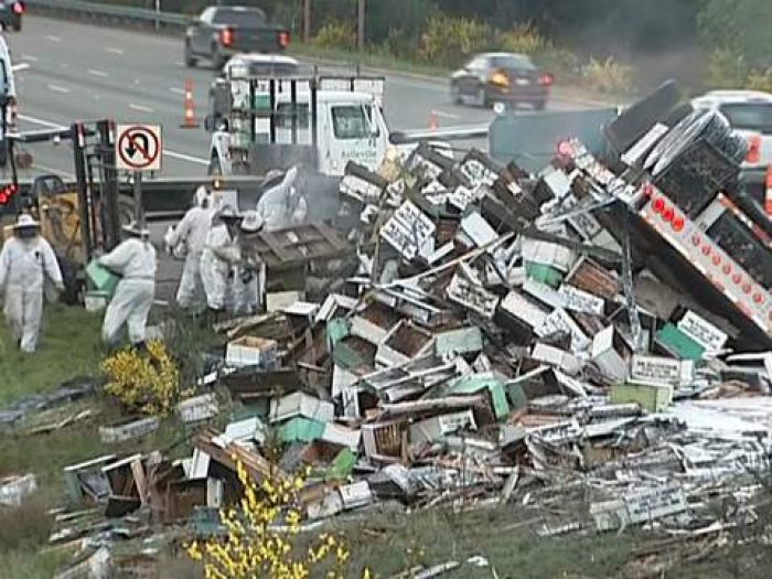 One million bees killed in French road crash