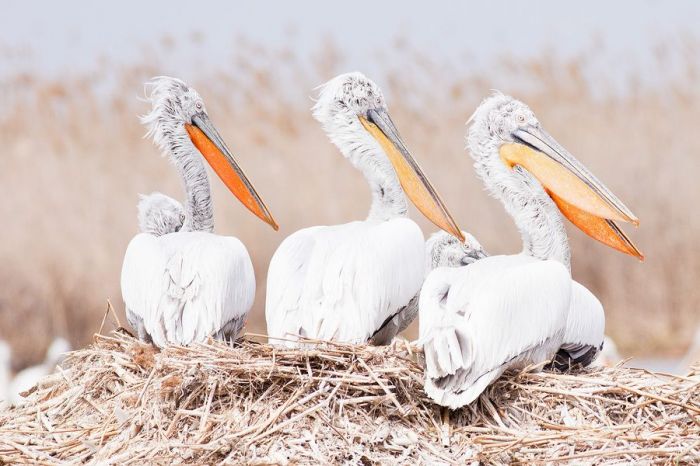 ​Death of pelicans: still a mystery