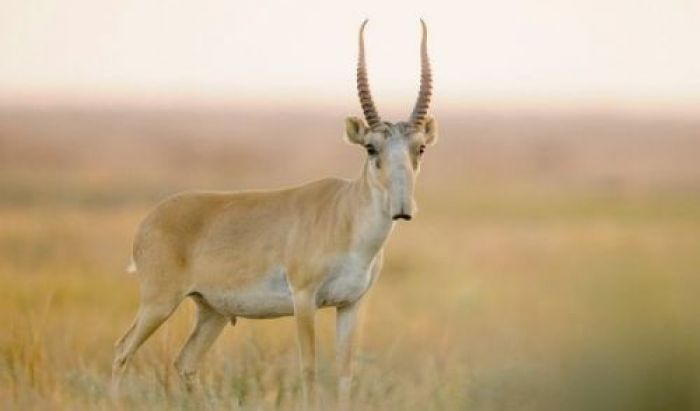 Number of dead rare antelopes in Kostanay rises to 1000