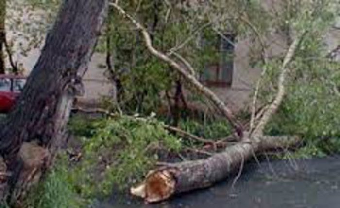 Monster wind snapped over 50 trees in Almaty