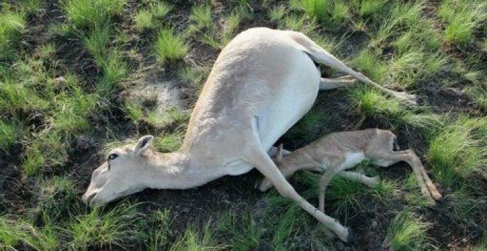 Saiga antelope mysteriously dying in vast numbers in Kazakhstan