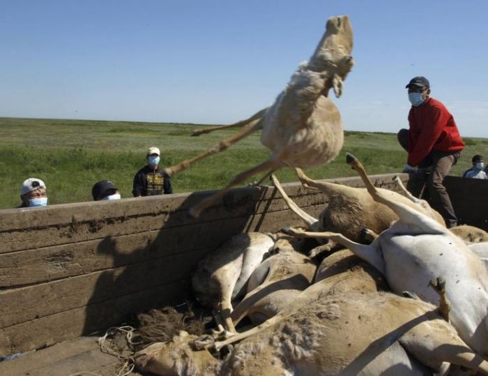 Bacteria In Gut Causes Half Of Global Saiga Antelope Population Found In Kazakhstan To Die