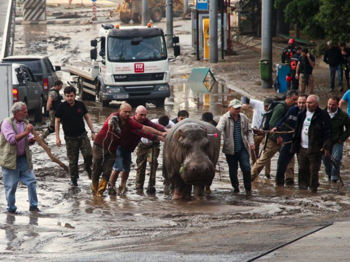 Flooding kills at least 12 in Tbilisi; freed zoo animals roam in city