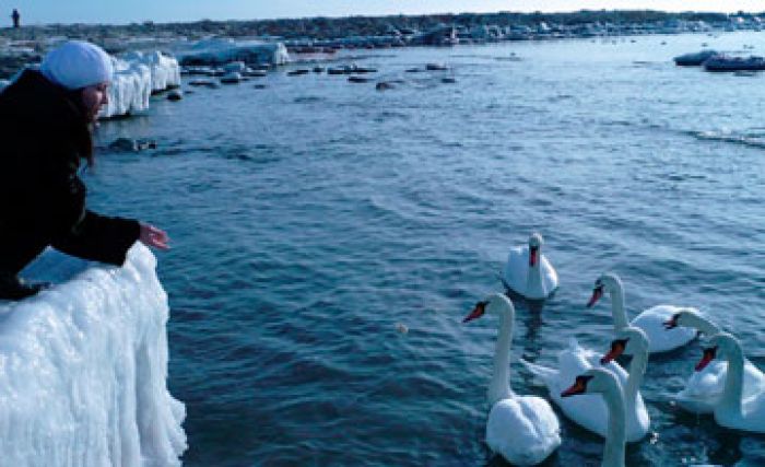 Swans arrived in Aktau (updated)
