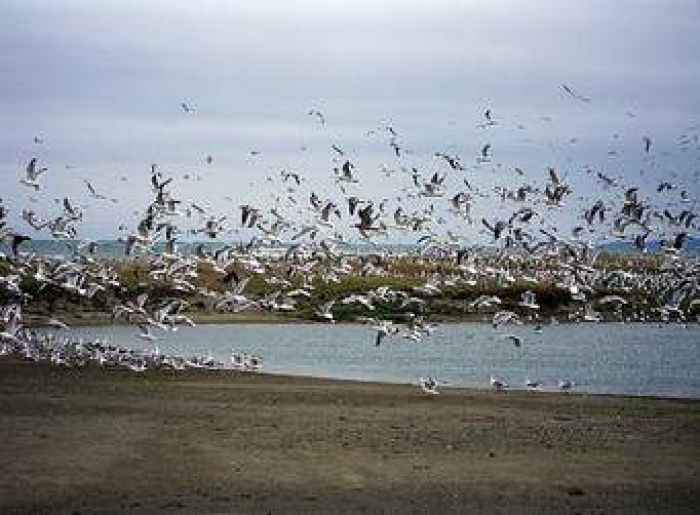 ​Bird flu revealed in dead gannet in Atyrau region