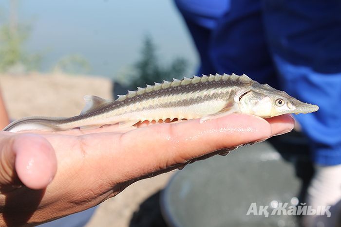 ​Sturgeon plant - the first in the rating
