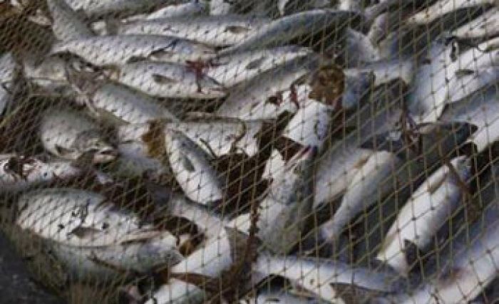 ​Illegal fish export reached $100 million in 2012-2015, Prosecutor General's Office