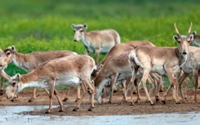 Kazakhstan to spend over $1 million to study saiga antelope die-off