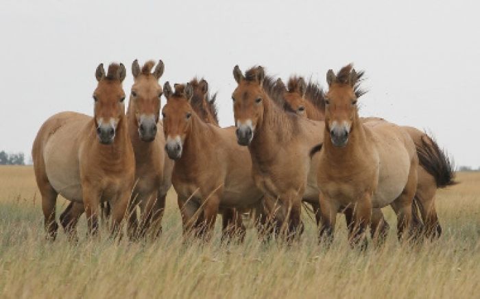 ​Germany might not give Przewalski horses to Kazakhstan until cause of saiga deaths clarified