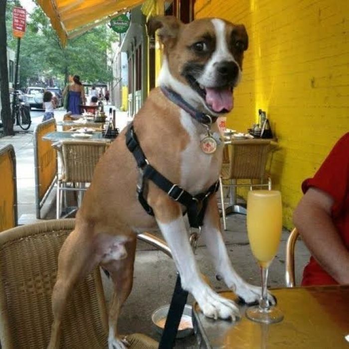 Dogs Can Now Legally Dine At New York Restaurants