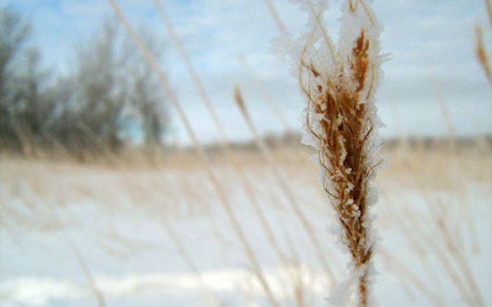Private farmers in Kazakhstan failed to collect grain due to lack of equipment: Ministry