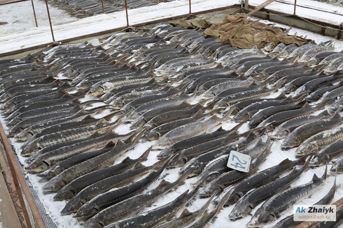 Mass death of fish in the Ural River: “KNB might be investigating this, but we don’t know.”
