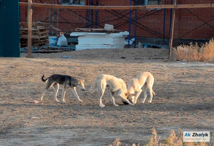 Appeal to hunters to shoot dogs in Atyrau