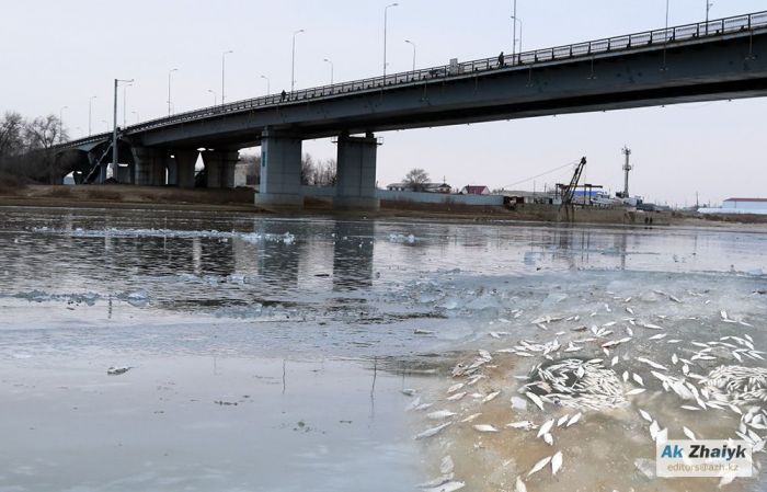 ​Ural fish killed by liquid chlorine from Atyrau Su Arnasy and improper control of officials