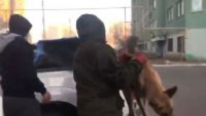 Dog shooting in Atyrau playground during the day