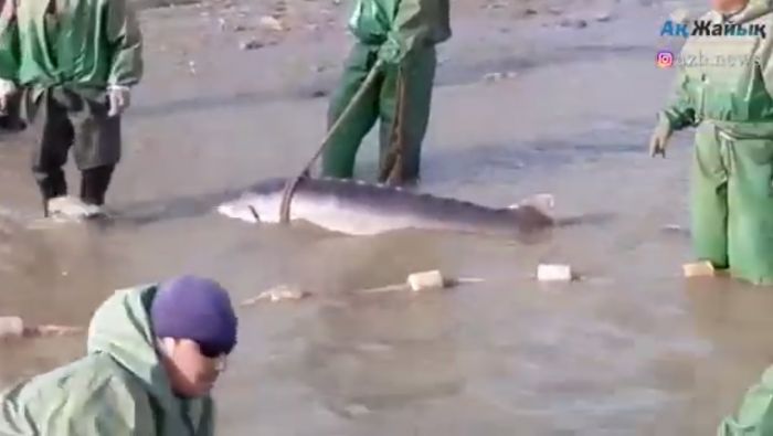 Beluga weighing almost 150kg caught at the mouth of the Ural river