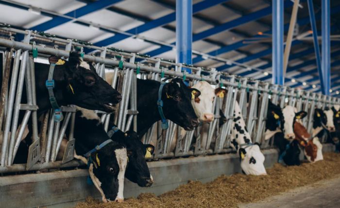 Pet Food Manufacturing Plant with Investments Exceeding 88 Billion Tenge to Be Built in Almaty Region