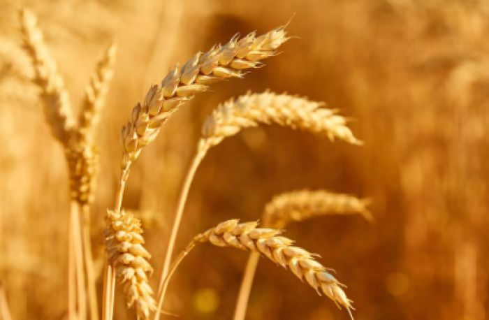 Kazakhstan harvests 61.6% of grain crops, threshes 13.5 million tonnes of grain