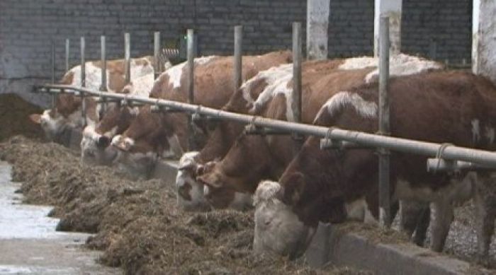 Kazakhstan to sue Austria over sick cattle