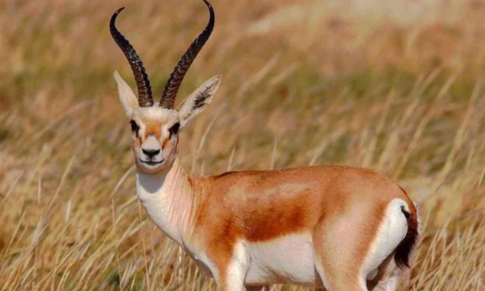 2011 жылғы үнді порно фильмдері