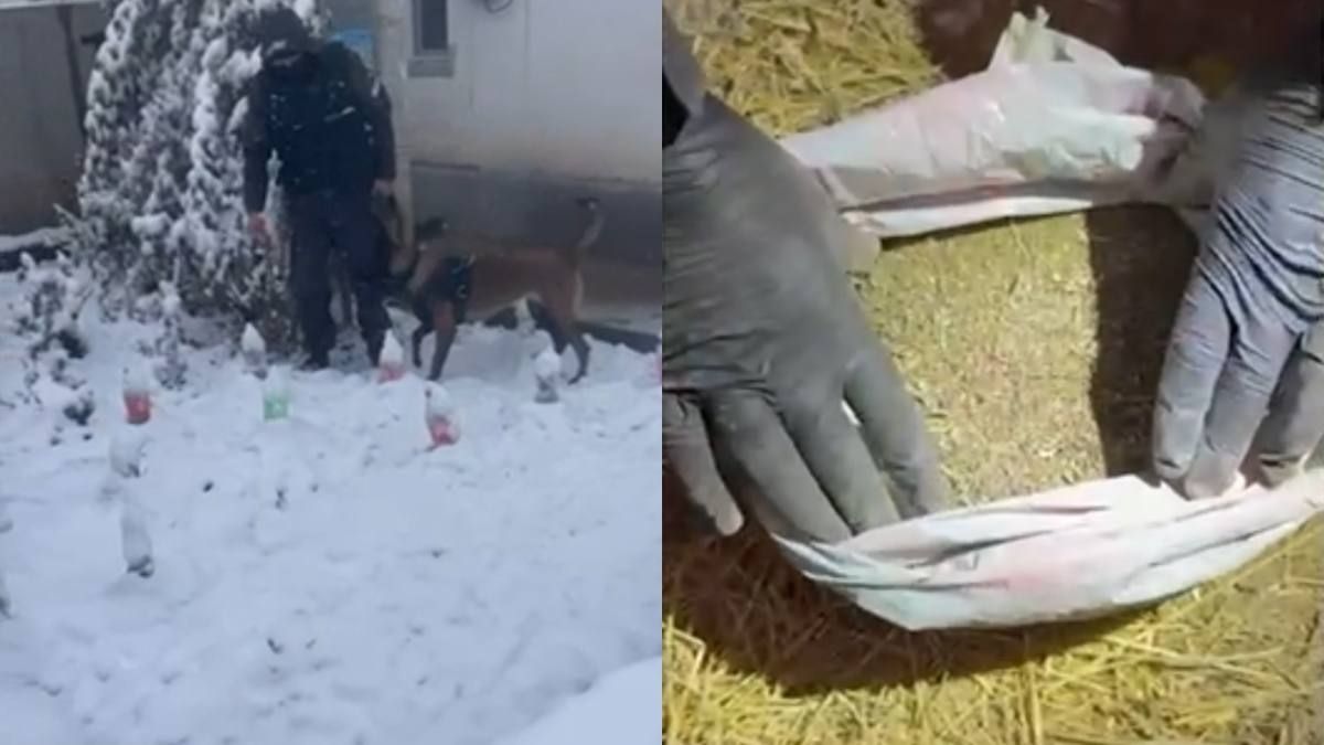 видеодан скриншот видеодан скриншот