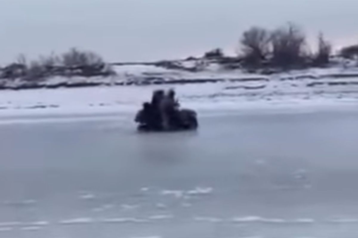 Видеодан скриншот