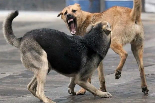 Көрнекі сурет Көрнекі сурет