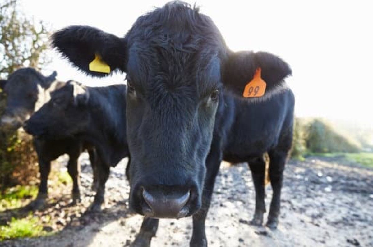 Көрнекі сурет. Canva