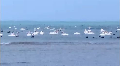 Видеодан алынған стоп-кадр