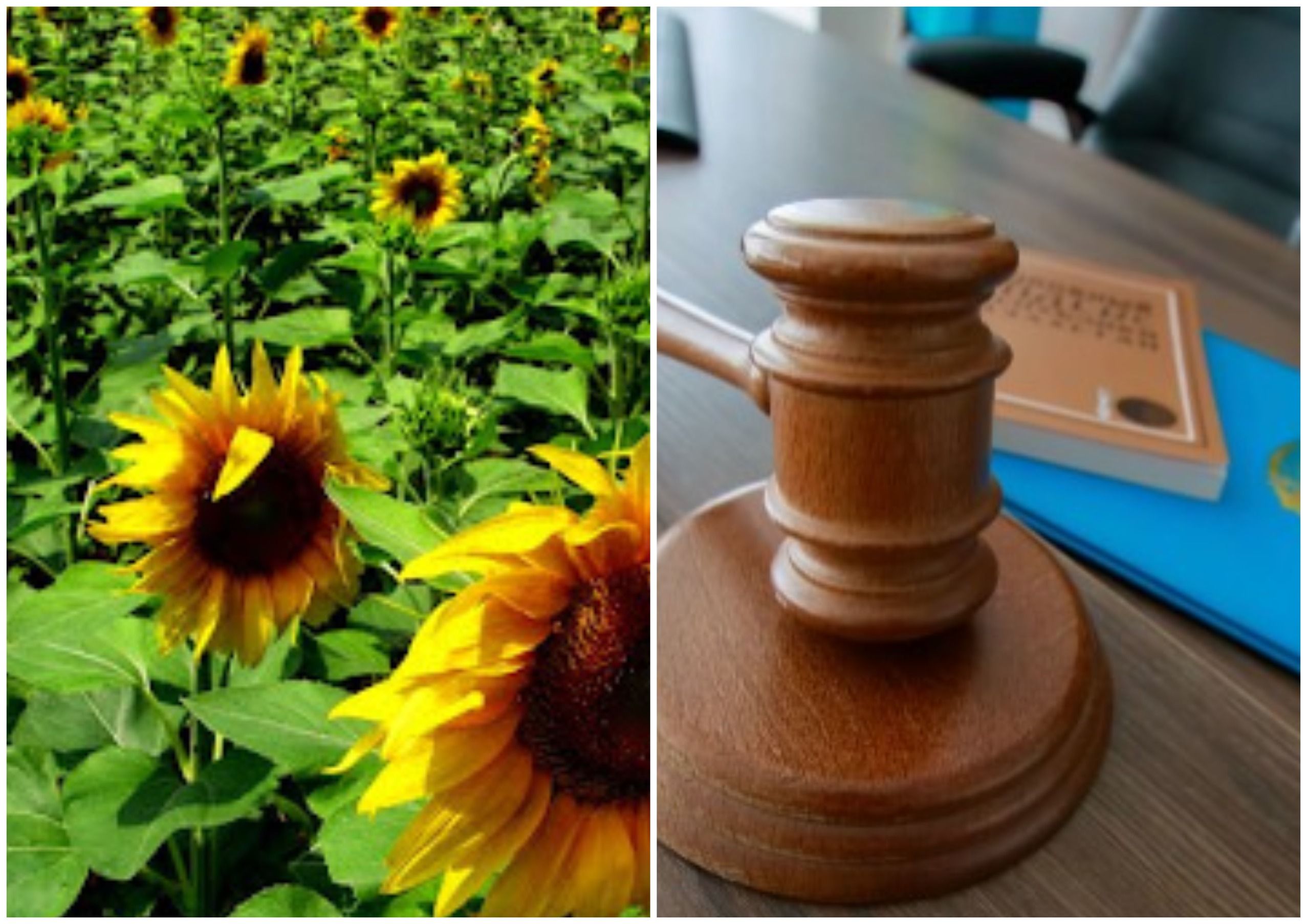 "АЖ" коллажы