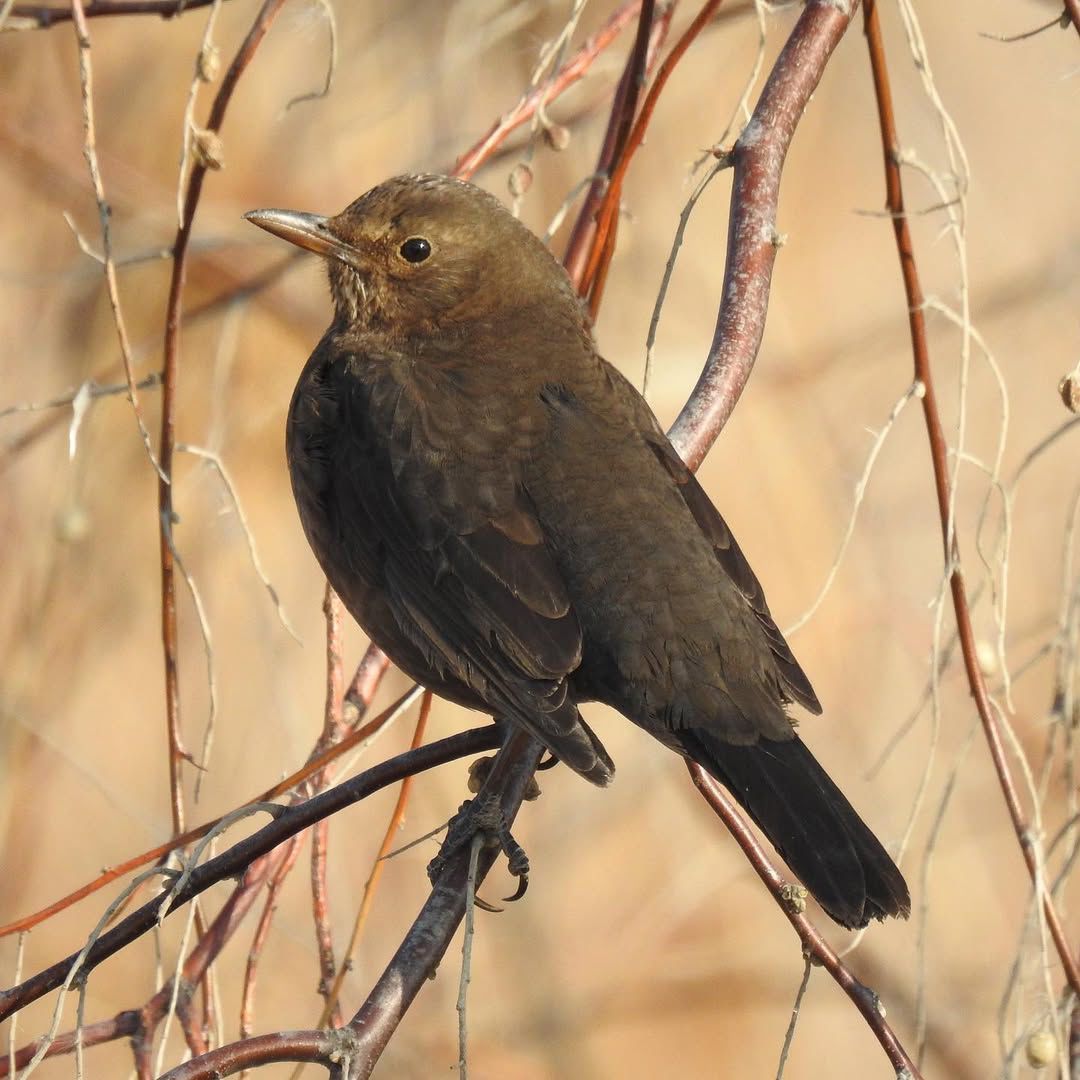 Қара сайрақтың аналығы Қара сайрақтың аналығы