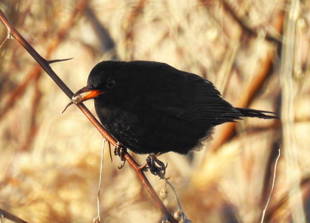 Қара сайрақ жидемен қоректеніп жатыр Қара сайрақ жидемен қоректеніп жатыр