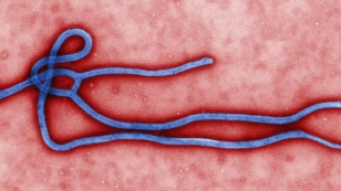 ДСҰ Африкадағы Эбола вирусымен күреспек