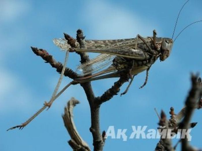 «Итальяндық» Нарын құмын қолайлы көреді