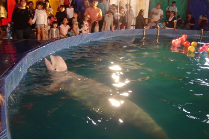 Атырау қаласында дельфин-шоу циркі өнер көрсетті