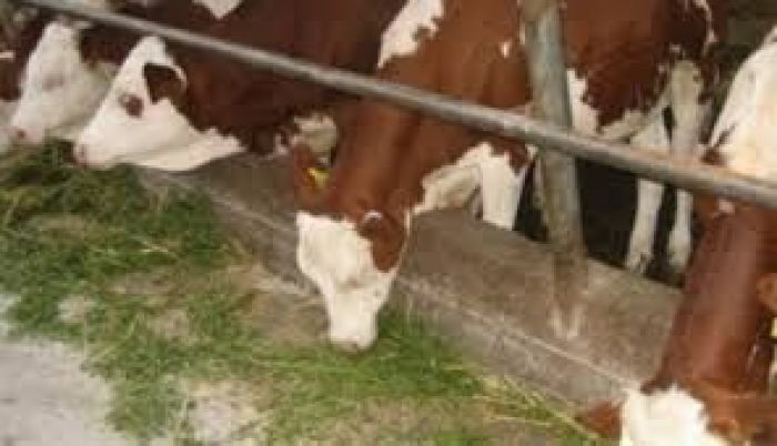 Зертханалық тексерулер Қостанай облысында өлген ІҚМ-да пастереллезді растамады 