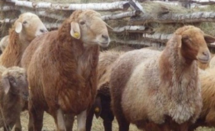 Жаппай қойдың қырылуына байланысты Арал өңірінде төтенше жағдай жарияланды