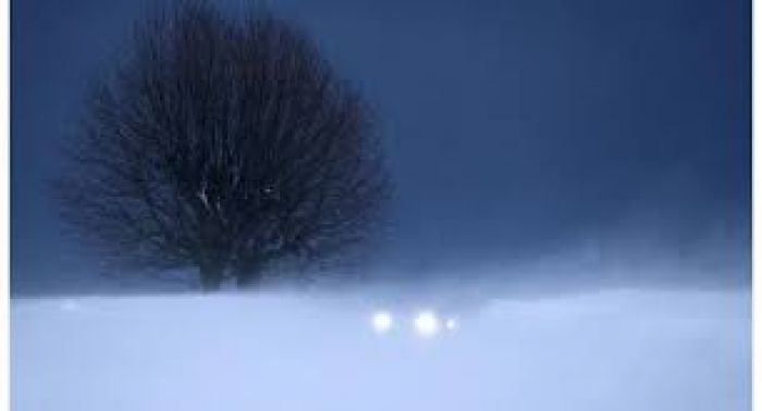 Шығыс Қазақстанда қорықшылар қарлы қыстан әлдері құрыған жабайы аңдарды құтқаруда