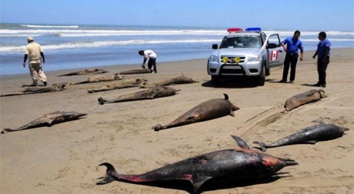 Жаңа Зеландия жағалауына 400 дельфин шығып қалған
