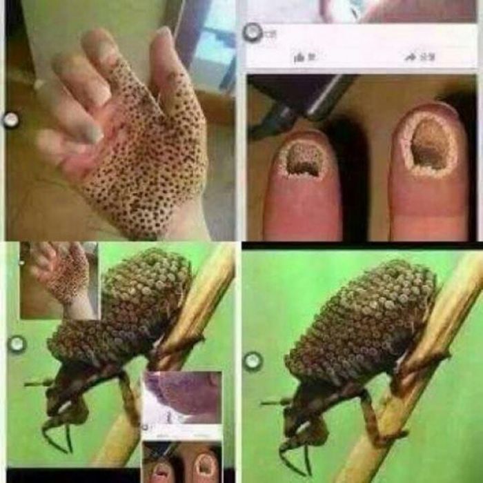 Қазақстандықтарды шошытқан "улы жәндіктің" не екені белгілі болды  