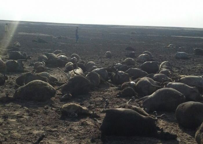 Қостанай облысында 1500-ге жуық бас қой қойшысымен бірге өртеніп кеткен  