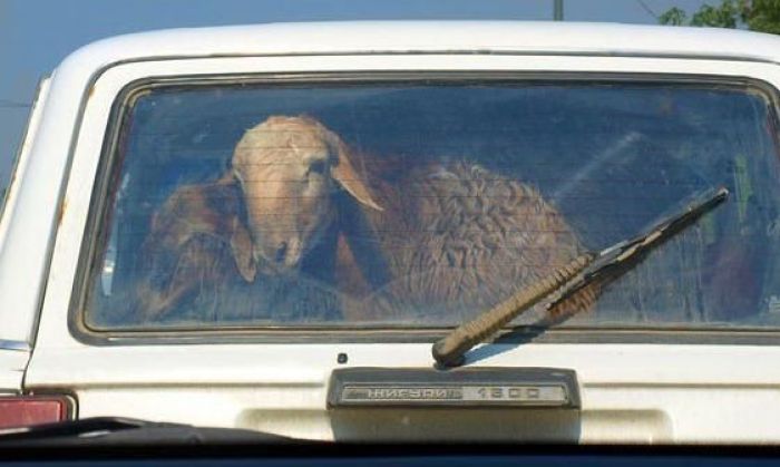 Қой ұрлағандар "қораға" кірді