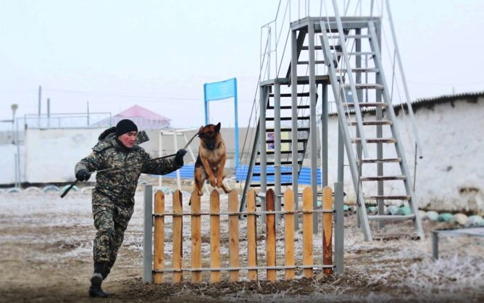 Жауынгердің сенімді серігі