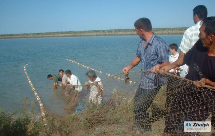 Балықшы балықшыны сенбіде көреді