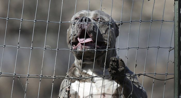 Талдықорғанда екі ит 7 жасар баланы шайнап тастады