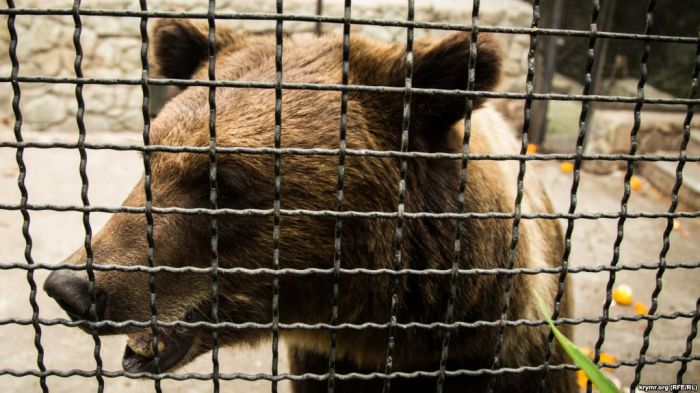 Түркістан облысында базарда аю сатпақ болған адамға іс қозғалды