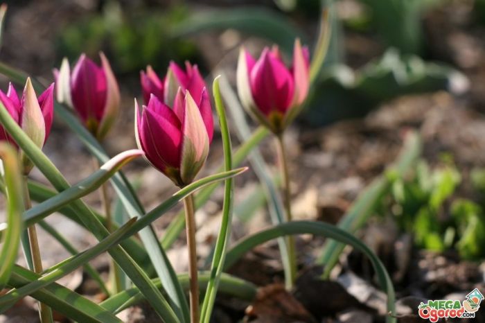 ​Наурыз айында қазақстандықтар неше күн демалады? 