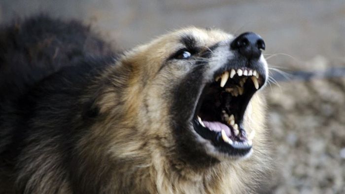 Екі ит талаған қыздың өліміне қатысты полиция түсінік берді 