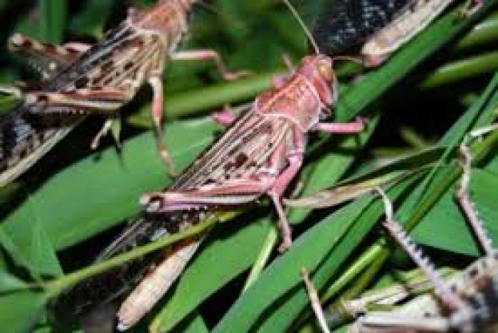 Сәуірде шегіртке зиянкестеріне қарсы жұмыстар жүргізіледі