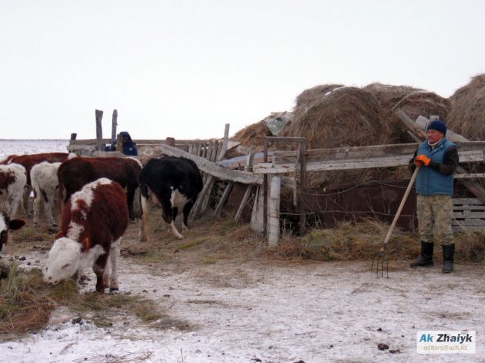 Ветеринарлар жауапкершіліктен жалтарды